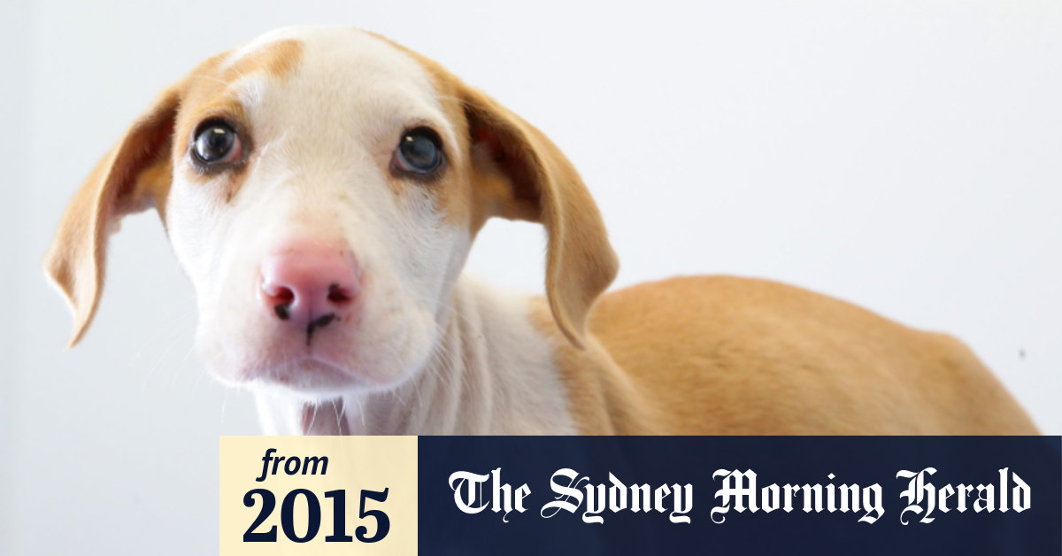 Why Does A Dog Cry When They Poop